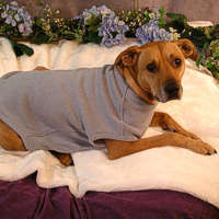 Dog in sweater, link to Pet gear page