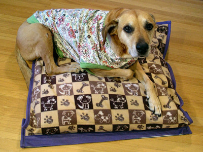 Dog on custom made dog bed.
